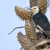 White-headed Woodpecker